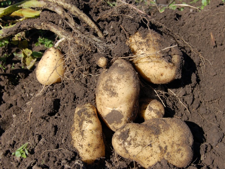 Chroniąc ziemniaki, dbasz o wyższy plon